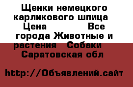 Щенки немецкого карликового шпица › Цена ­ 20 000 - Все города Животные и растения » Собаки   . Саратовская обл.